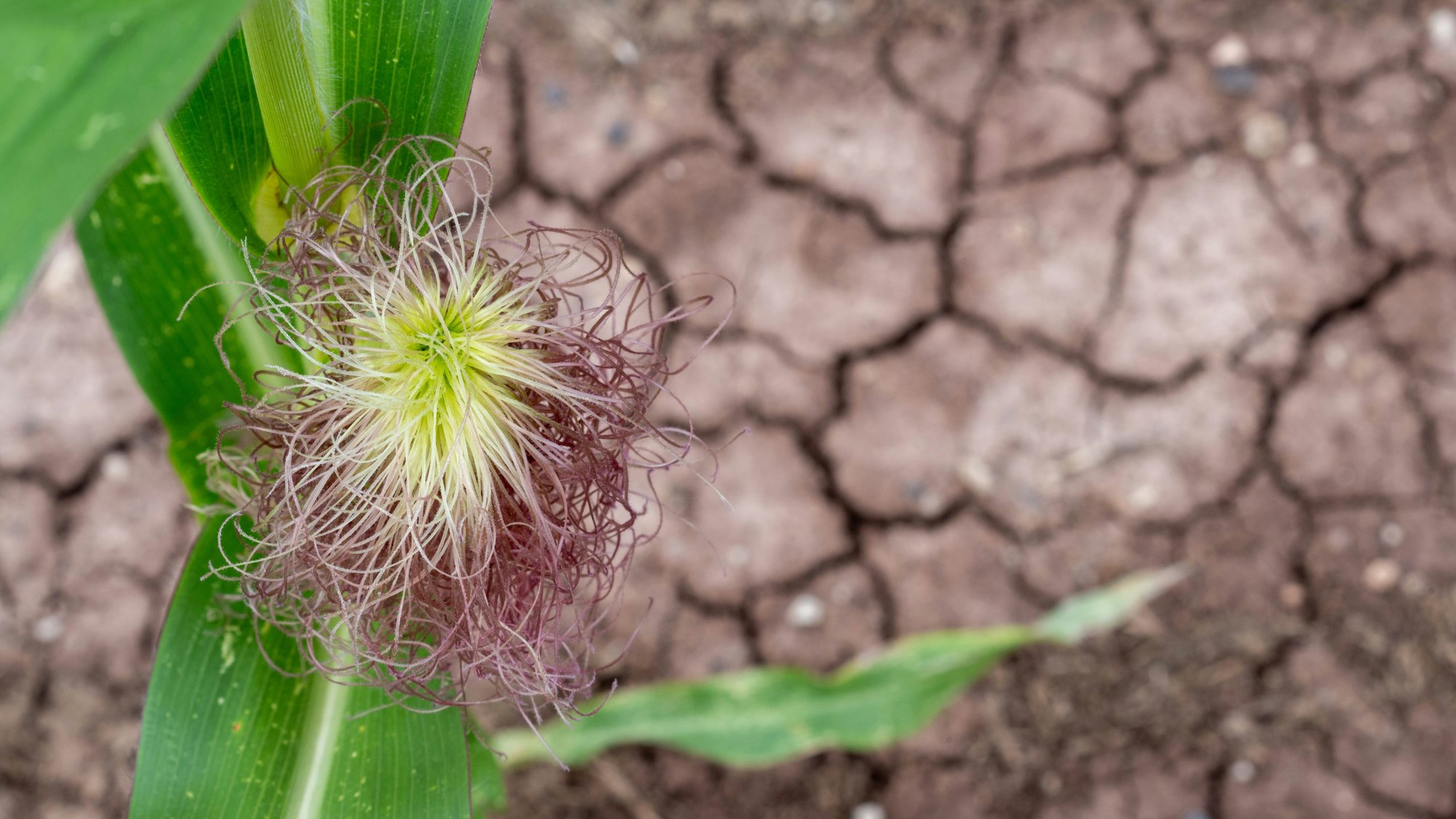 15.08.2023, Bayern, Memmelsdorf: Eine Maispflanze blüht, während der Ackerboden durch Trockenheit und Hitze von Rissen durchzogen ist.