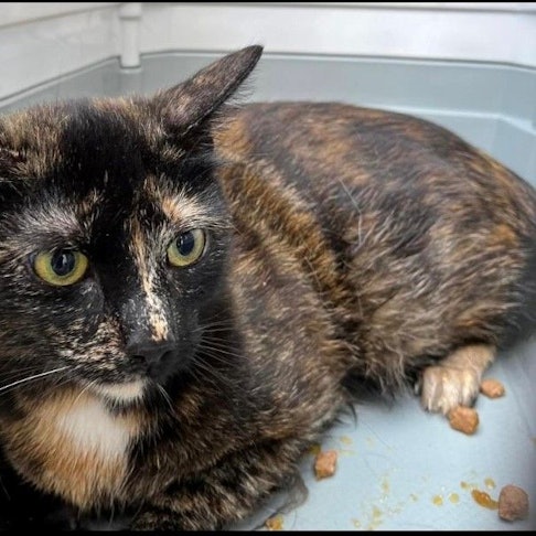 Auf dem Bild ist eine der Fundkatzen zu sehen.