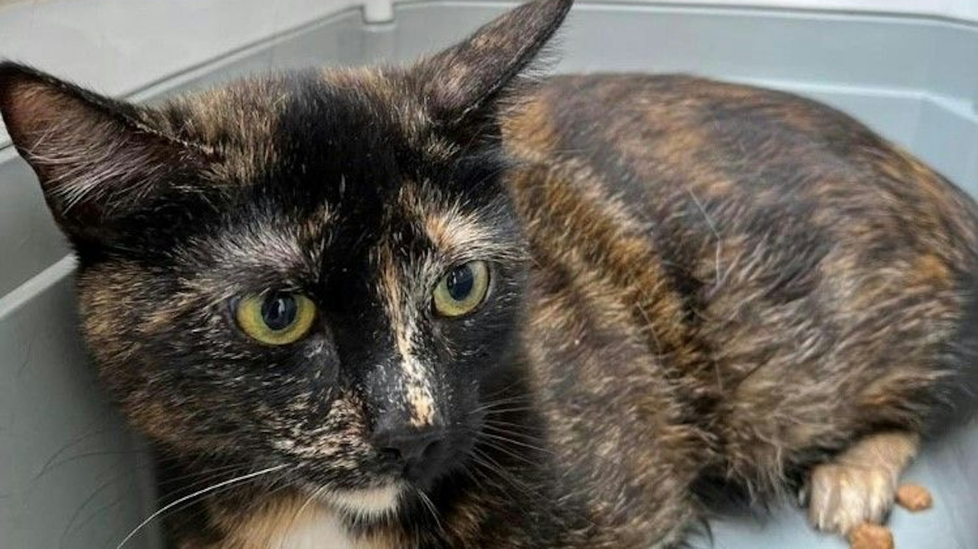 Auf dem Bild ist eines der Fundtiere zu sehen.