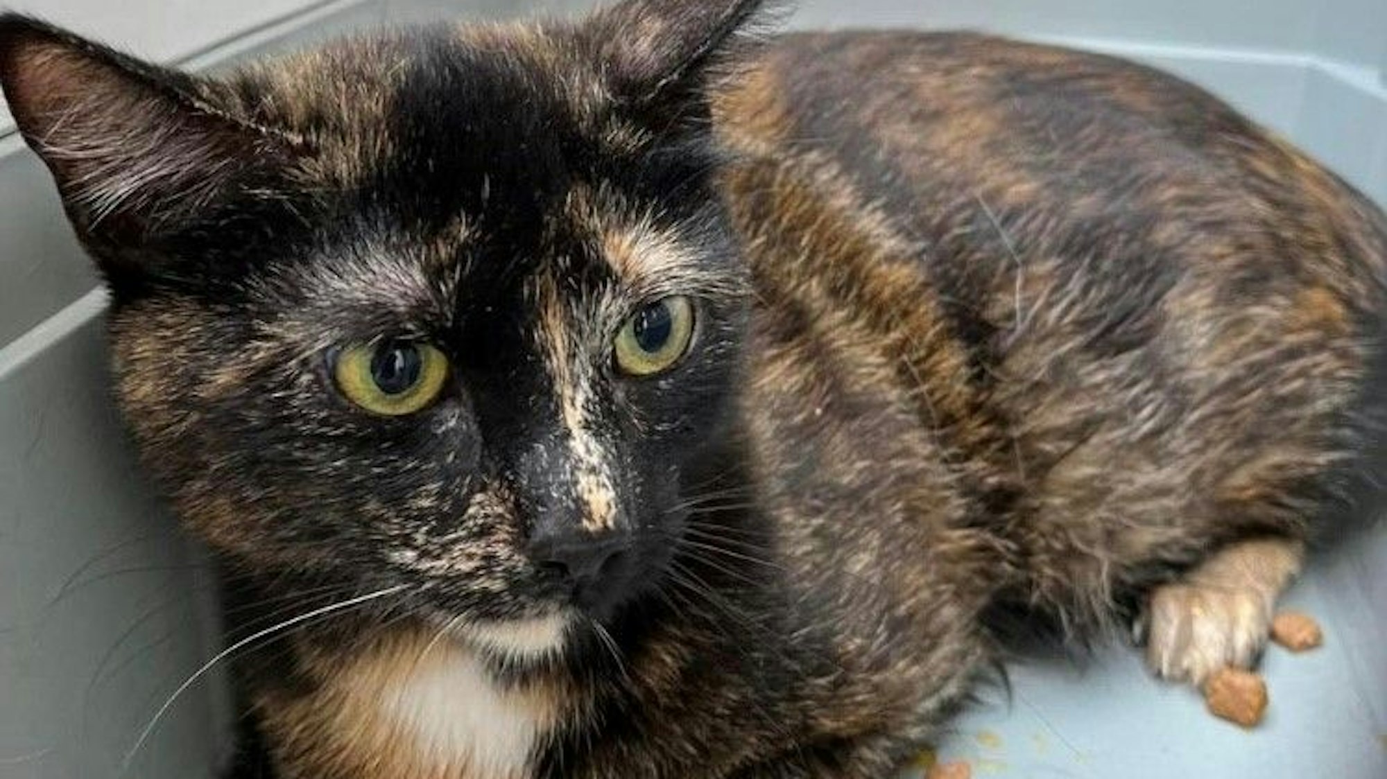 Auf dem Bild ist eine der Fundkatzen zu sehen.