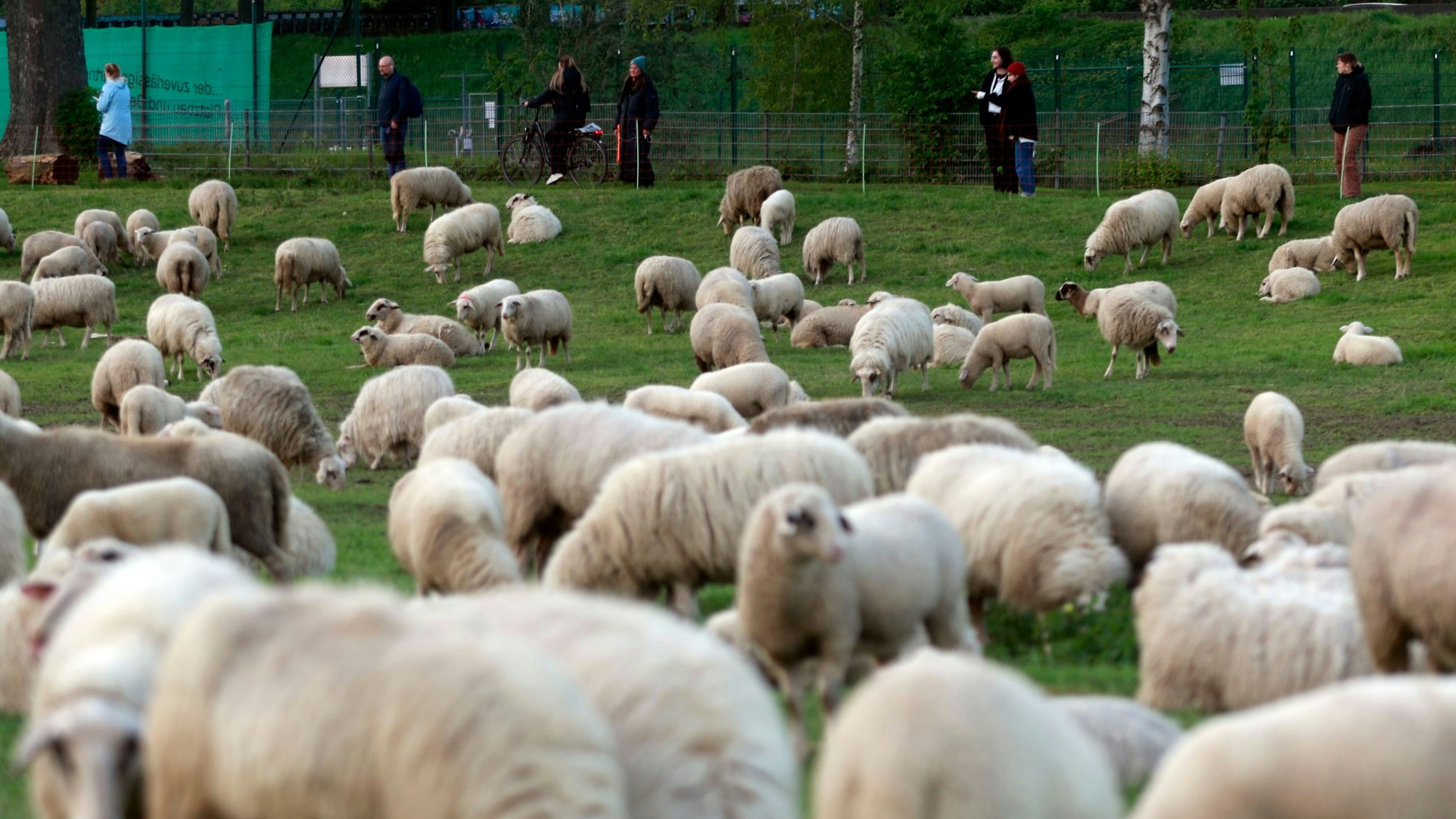 18.04.2024, Köln: Schafe am Rhein in der Nähe der Südbrücke. Foto: Arton Krasniqi