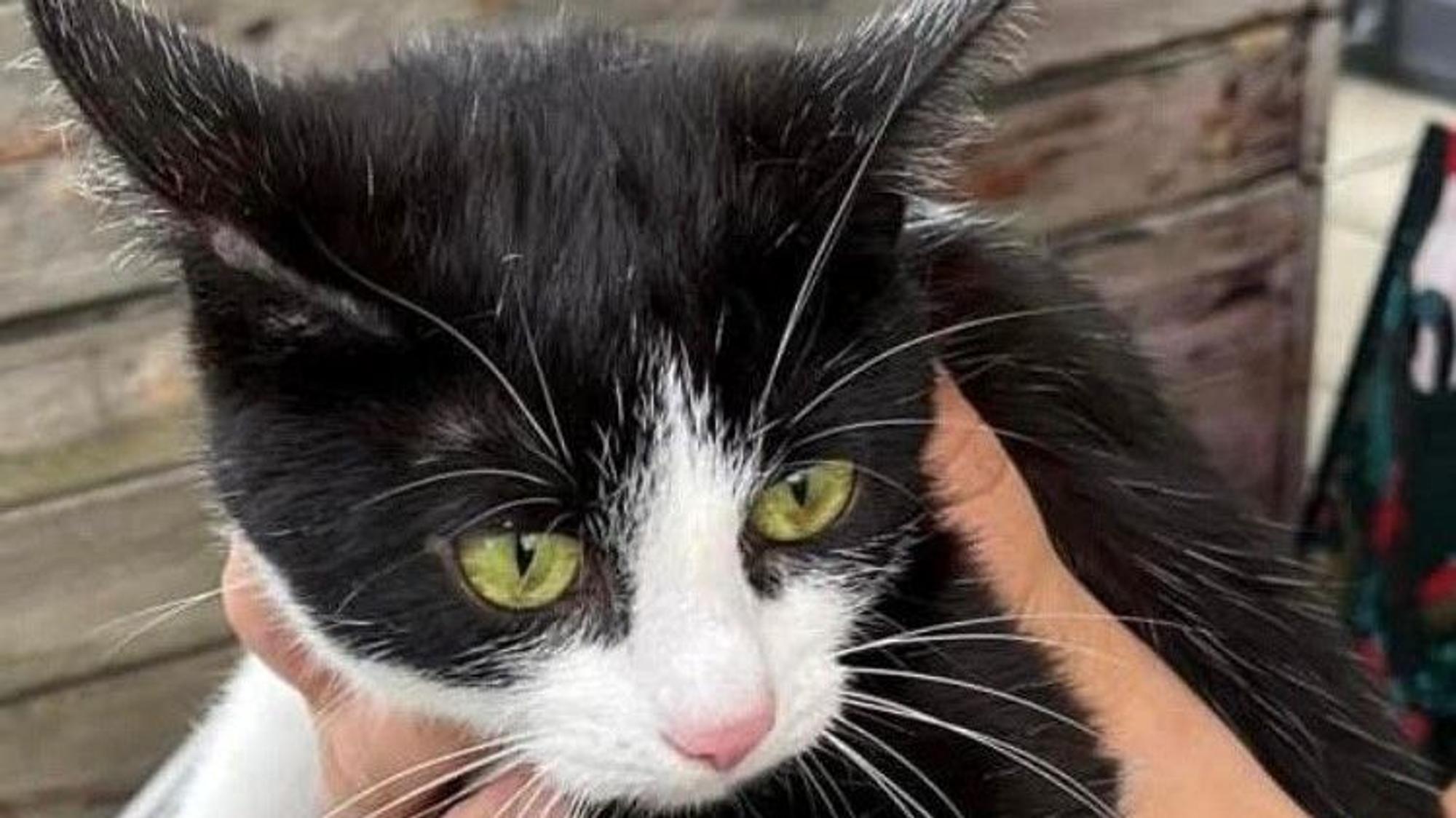 Auf dem Bild ist eine Fundkatze zu sehen.