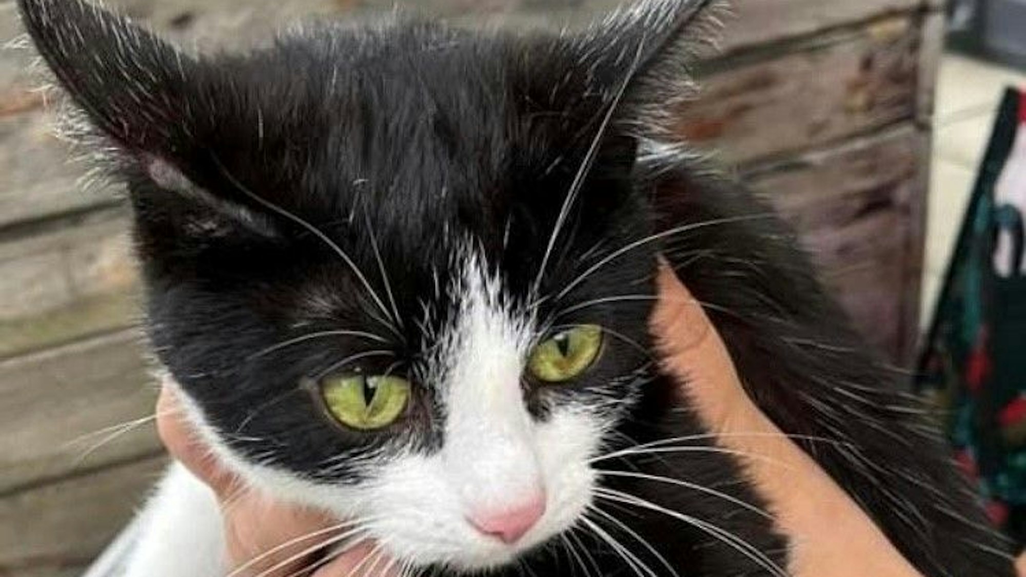 Auf dem Bild ist eine Fundkatze zu sehen.