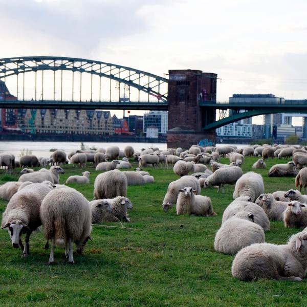18.04.2024, Köln: Schafe am Rhein in der Nähe der Südbrücke. Foto: Arton Krasniqi