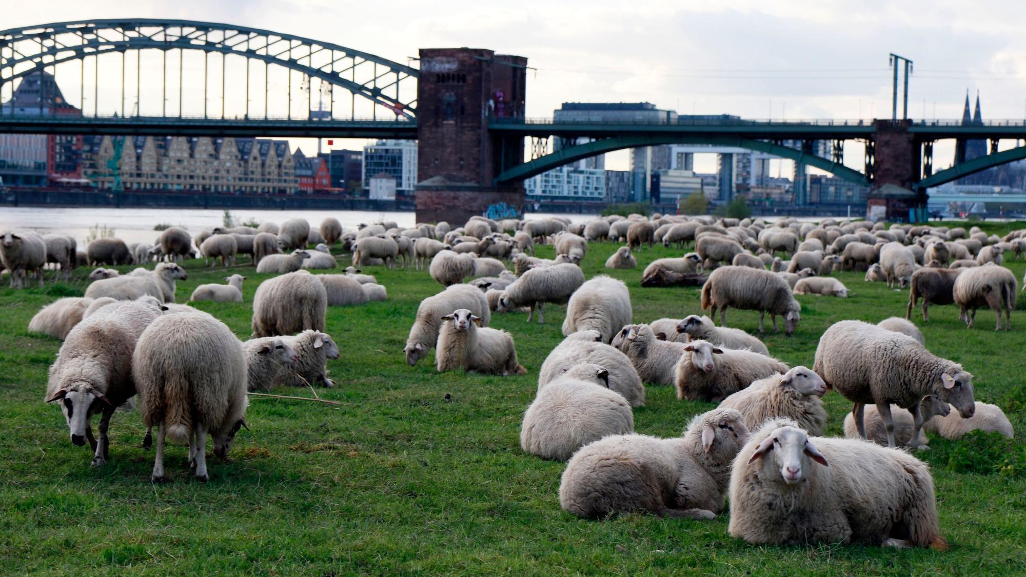 18.04.2024, Köln: Schafe am Rhein in der Nähe der Südbrücke. Foto: Arton Krasniqi