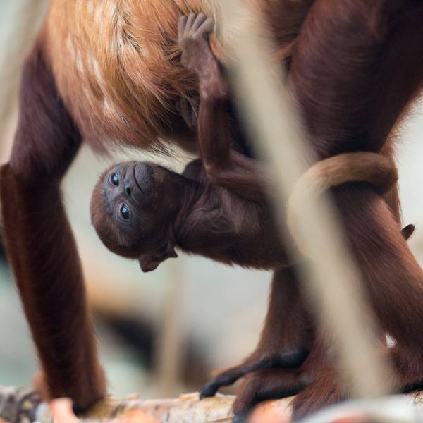 ARCHIV - 06.01.2016, Nordrhein-Westfalen, Köln: Das Brüllaffenjungtier "Feliza" klammert sich am 07.01.2016 im Zoo in Köln (Nordrhein-Westfalen) an seine Mutter "Tasyra". Foto: Marius Becker/dpa (zu dpa: «Hitzewelle in Mexiko: Brüllaffen fallen tot von Bäumen») Foto: Marius Becker/dpa +++ dpa-Bildfunk +++
