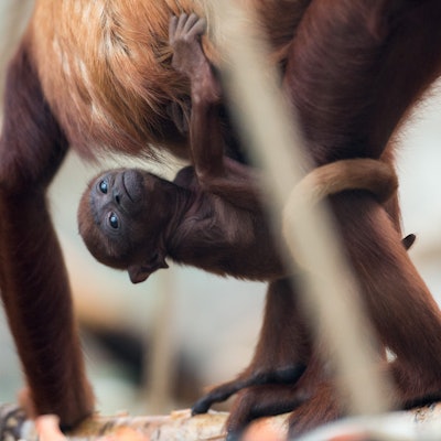 ARCHIV - 06.01.2016, Nordrhein-Westfalen, Köln: Das Brüllaffenjungtier "Feliza" klammert sich am 07.01.2016 im Zoo in Köln (Nordrhein-Westfalen) an seine Mutter "Tasyra". Foto: Marius Becker/dpa (zu dpa: «Hitzewelle in Mexiko: Brüllaffen fallen tot von Bäumen») Foto: Marius Becker/dpa +++ dpa-Bildfunk +++