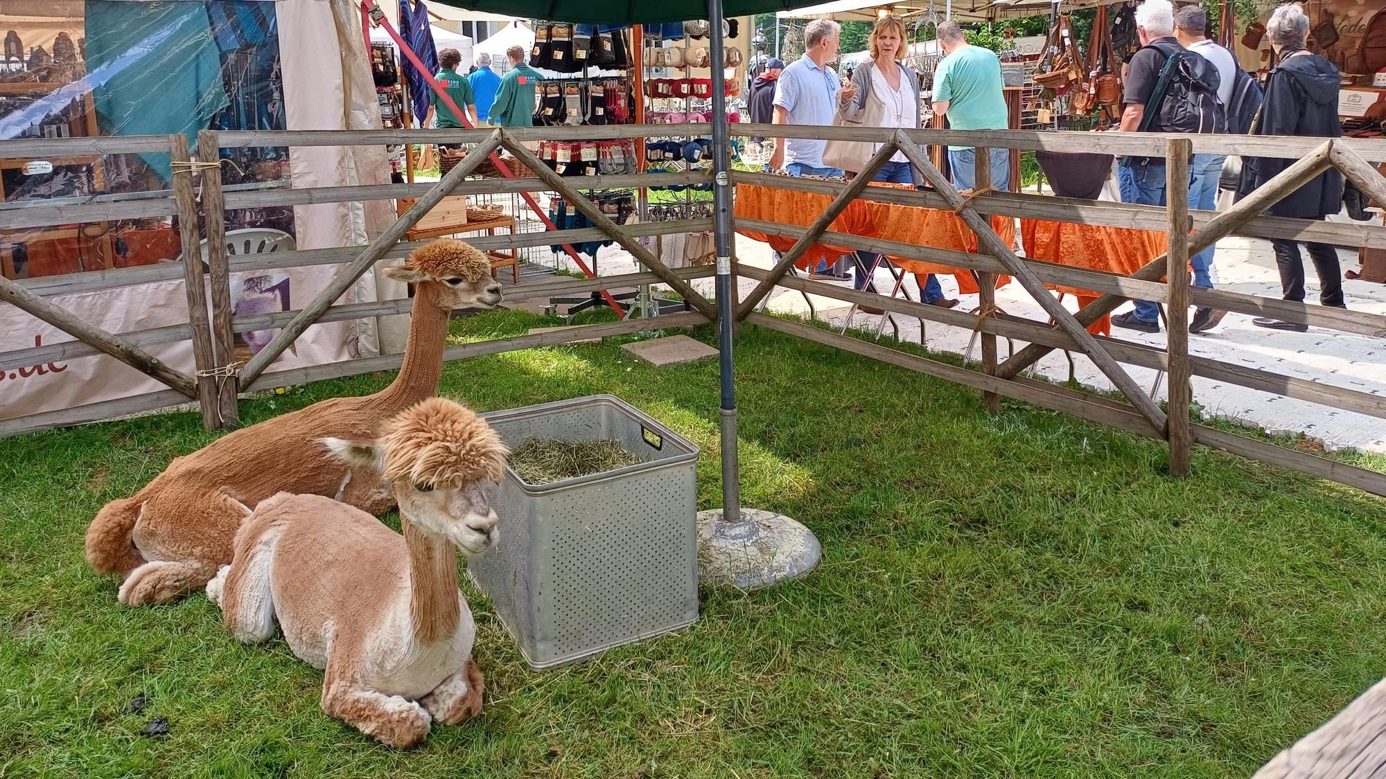 Zwei Alpakas liegen auf einer Wiese am Schloss Morsbroich.
