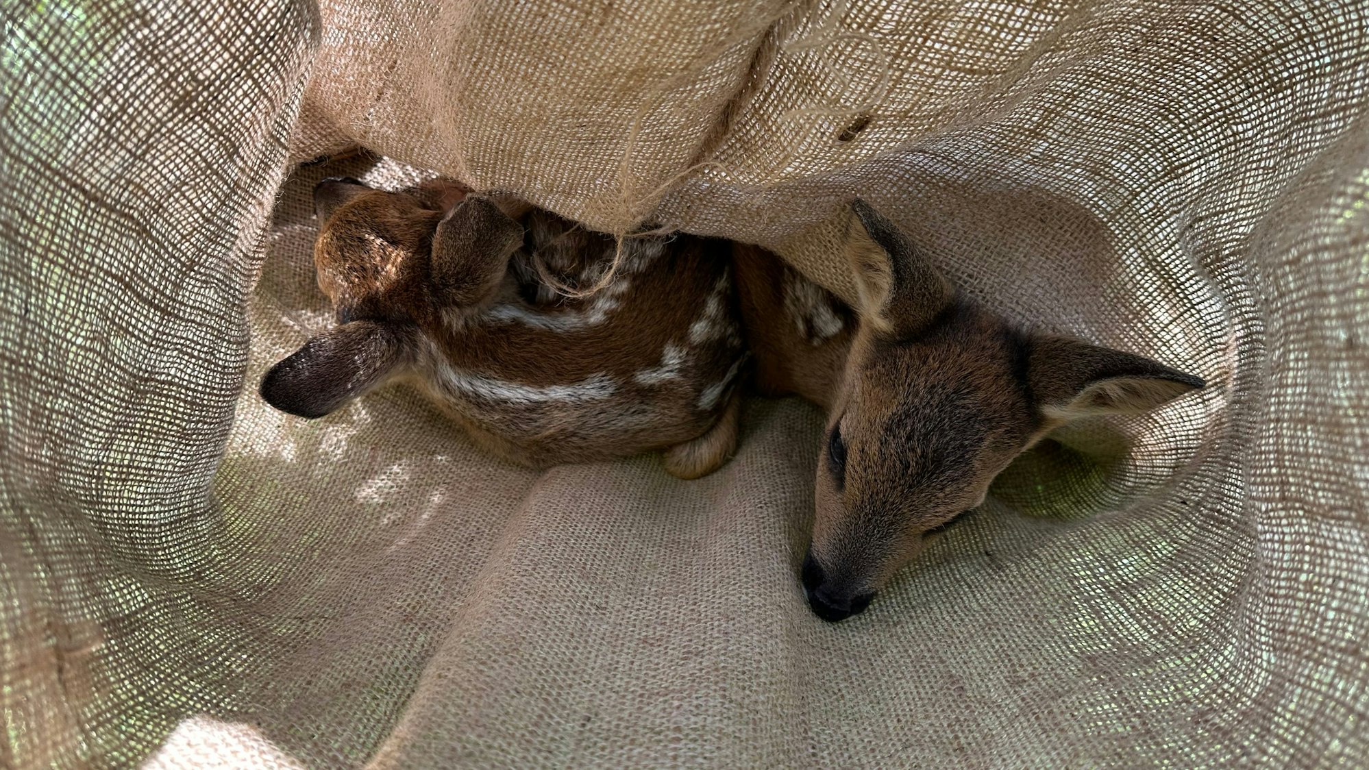 Rehkitze liegen in einer Sicherheitsbox.