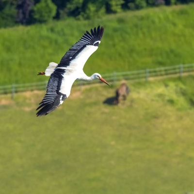 Weißstorch im Segelflug: Wenigstens diese Tierart hat sich in NRW erholt