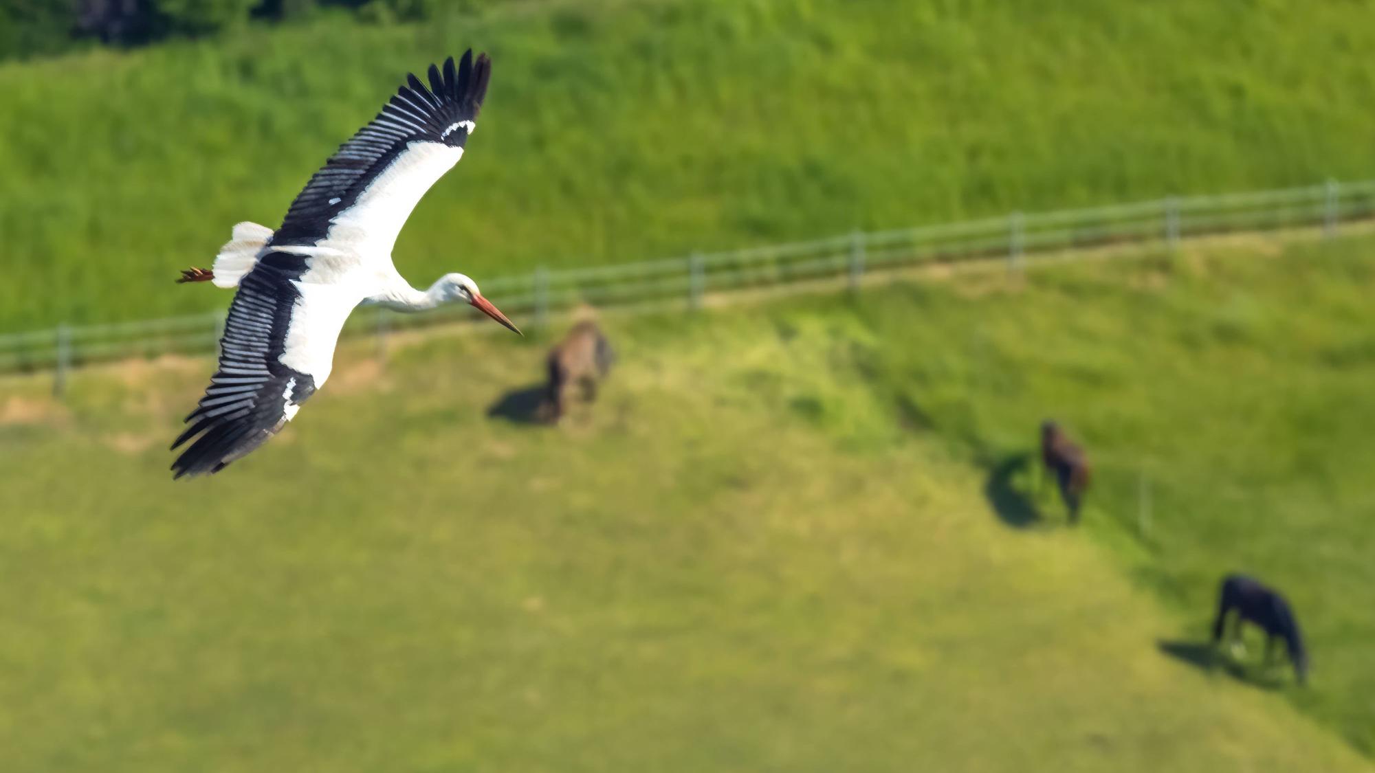 Weißstorch im Segelflug: Wenigstens diese Tierart hat sich in NRW erholt