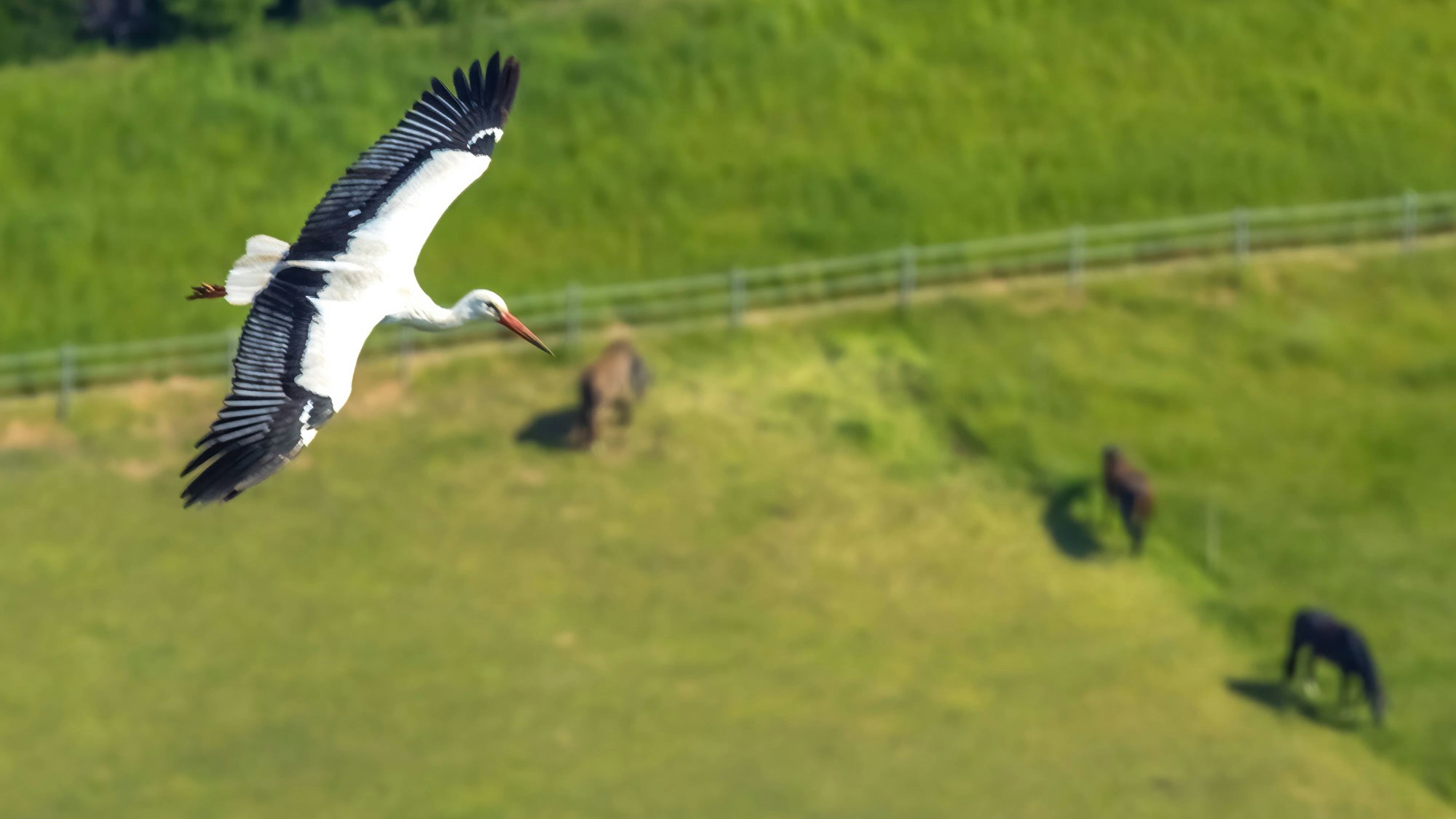 Weißstorch im Segelflug: Wenigstens diese Tierart hat sich in NRW erholt