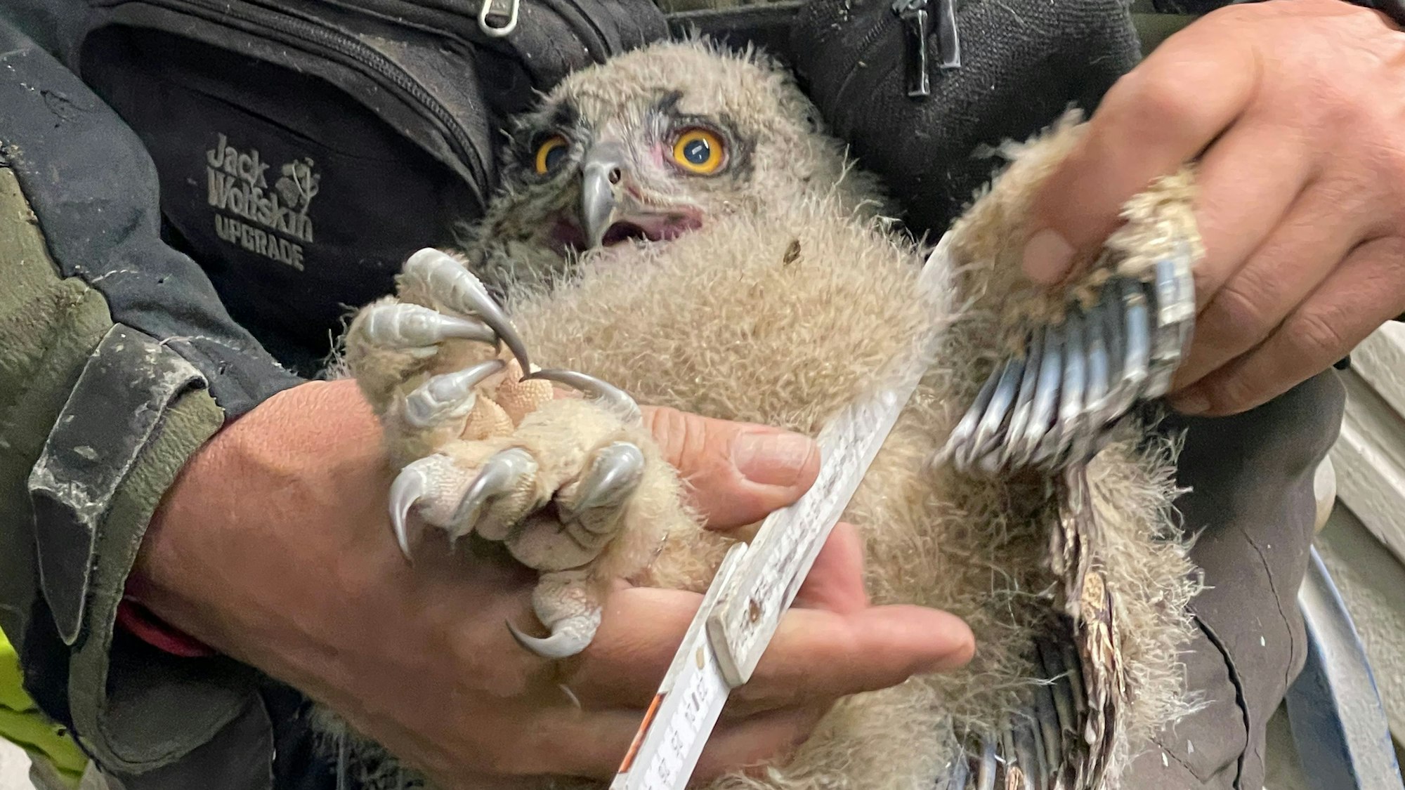 Auf dem Bild ist ein Uhuküken zu sehen.