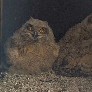 Uhu-Küken im Quarzwerk in Frechen