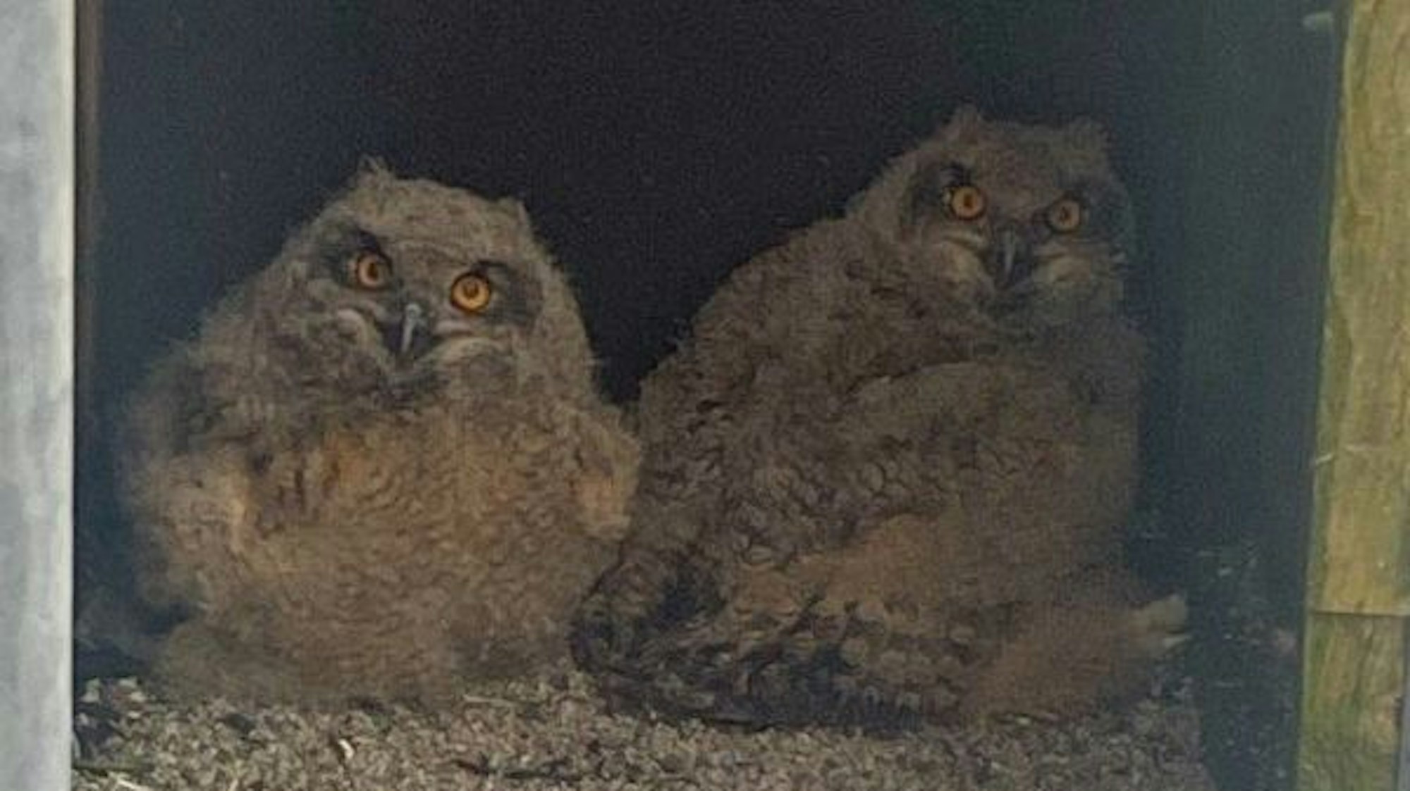 Uhu-Küken im Quarzwerk in Frechen