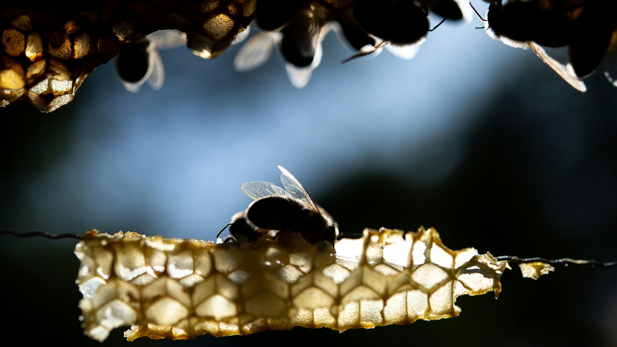 Gesunde Honigbienen sitzen auf einer Wabe.