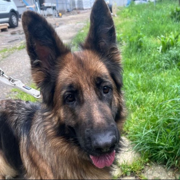 Schäferhündin Luna landete einen Tag nach ihrem Kauf im Tierheim Bergheim. Auf diesem Bild schaut sie in Richtung der Kamera und streckt dabei die Zunge raus. Sie wird an der Leine geführt.