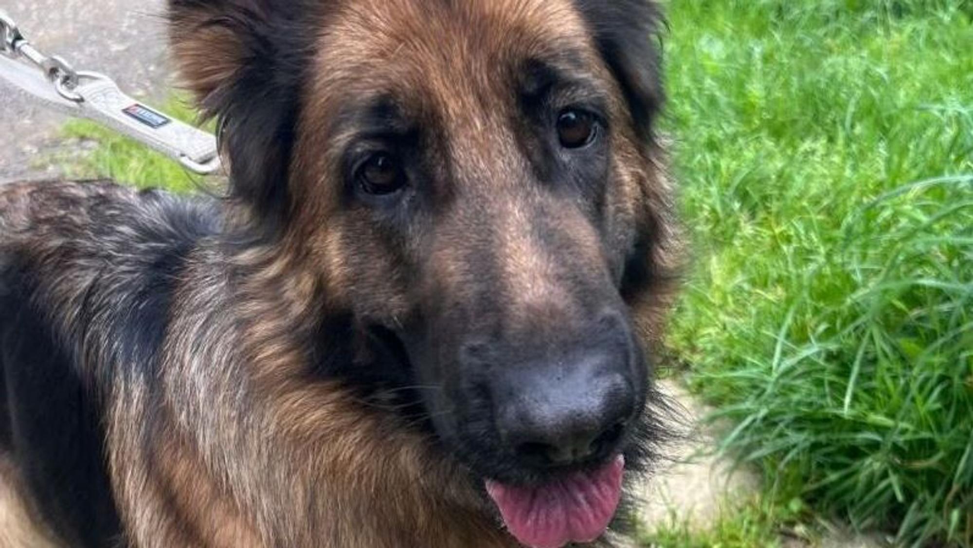 Schäferhündin Luna landete einen Tag nach ihrem Kauf im Tierheim Bergheim. Auf diesem Bild schaut sie in Richtung der Kamera und streckt dabei die Zunge raus. Sie wird an der Leine geführt.