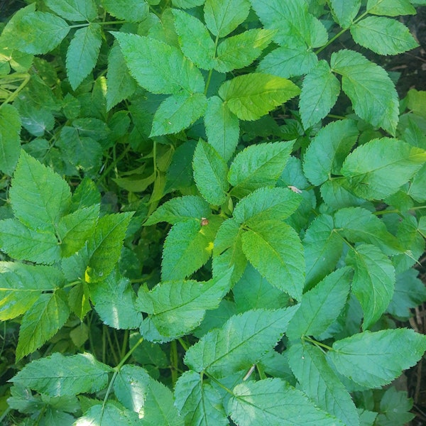 Grüne Blätter einer Pflanze sind von oben zu sehen, der Giersch ist in Oberberg auf dem Vormarsch.