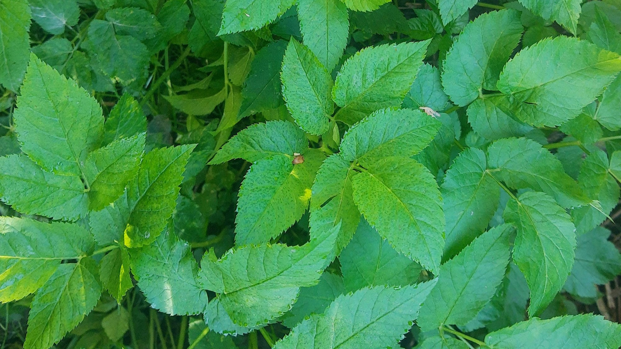 Grüne Blätter einer Pflanze sind von oben zu sehen, der Giersch ist in Oberberg auf dem Vormarsch.