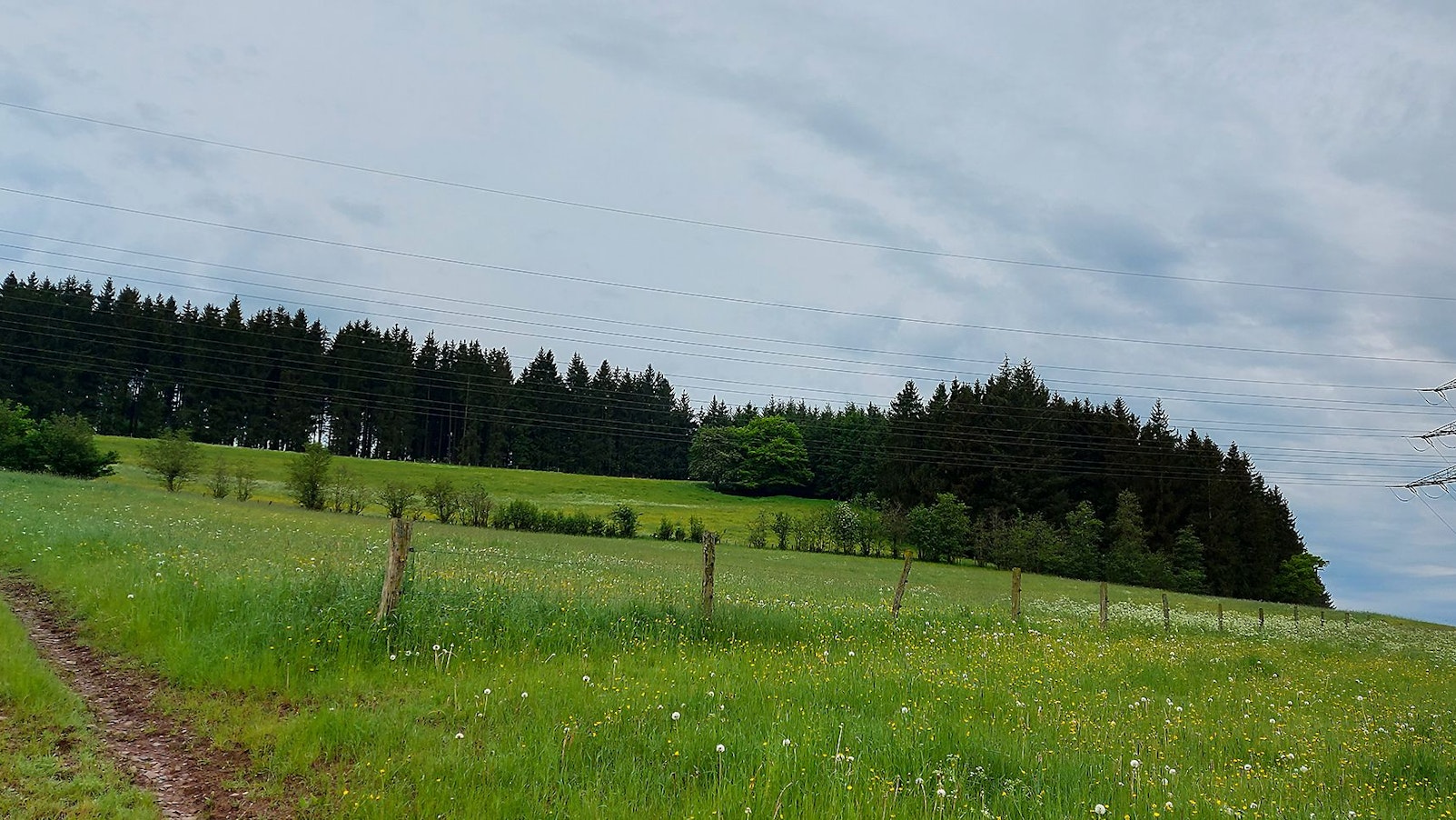 Das Bild zeigt die Fläche, auf der die Modulfelder errichtet werden sollen: Es ist eine Wiese.