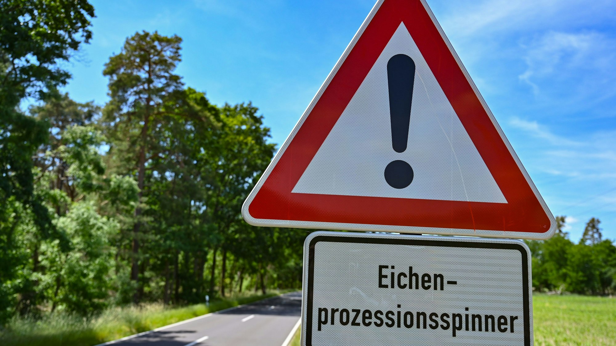 Ein Warnschild mit der Aufschrift „Eichenprozessionsspinner“ steht an einer Straße (Symbolbild).