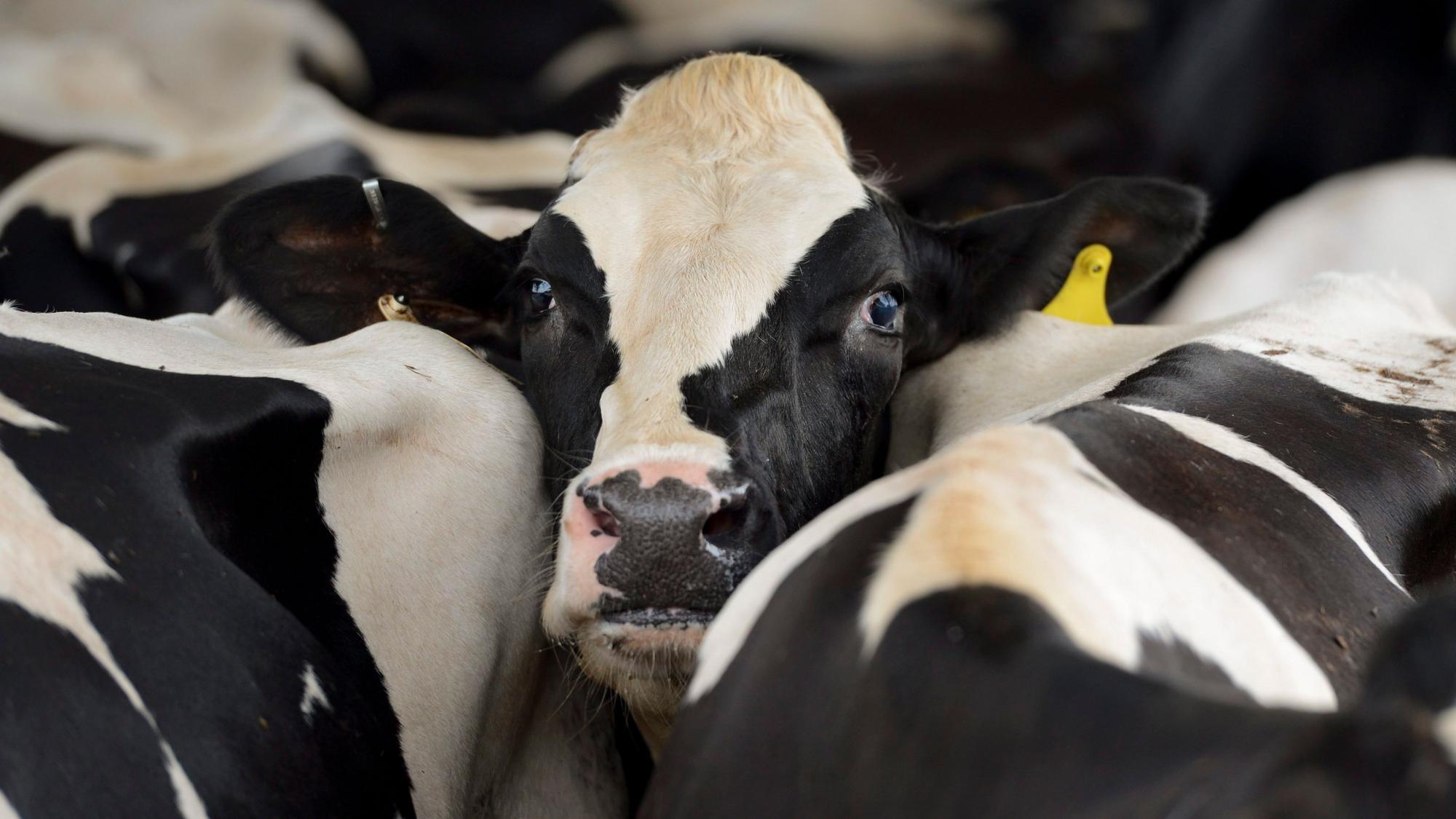 Ende März war das H5N1-Virus erstmals bei Milchkühen in den USA entdeckt worden.