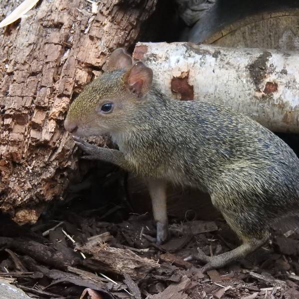 Azara-Agutis im Kölner Zoo.