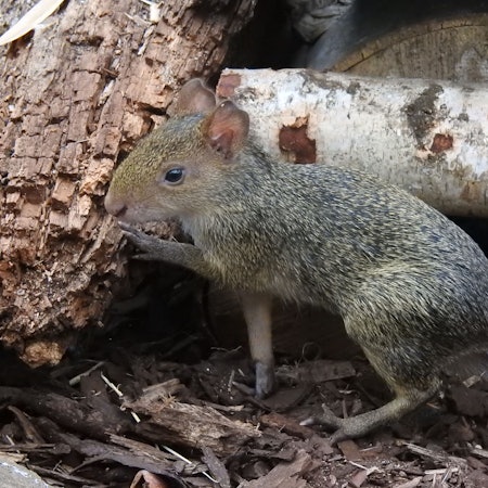 Azara-Agutis im Kölner Zoo.