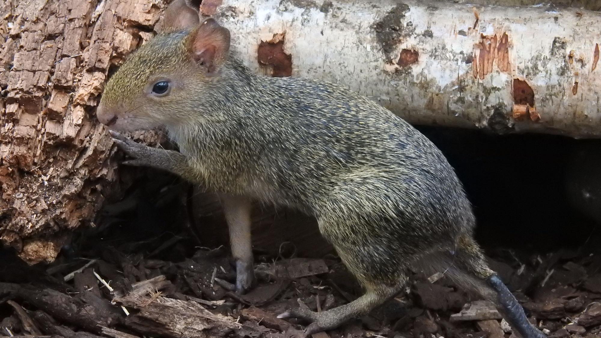 Azara-Agutis im Kölner Zoo.