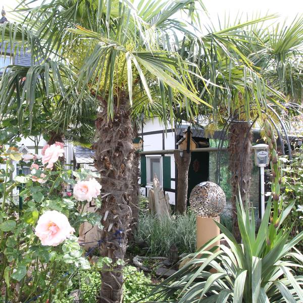 Offenen Gartenpforte In Niederkassel Lülsdorf hat Anita Eschbach einen grünen Daumen und sitzt auf der Bank in ihrem Idyll mit Palmen.