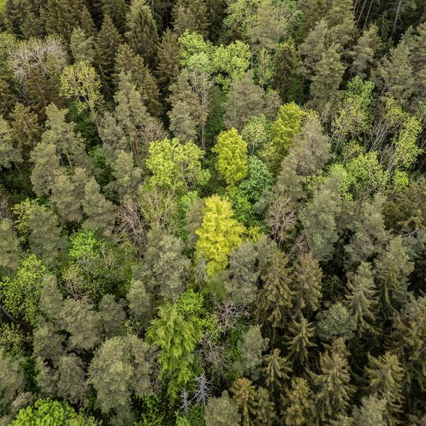 Nadel- und Laubbäume stehen in einem Waldstück.