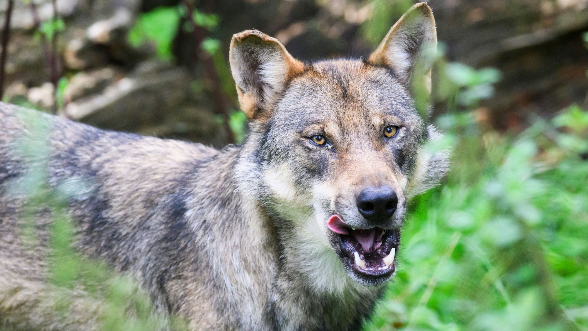 Ein Wolf schaut durch ein paar Sträuche in Richtung der Kamera und leckt sich dabei das Maul.