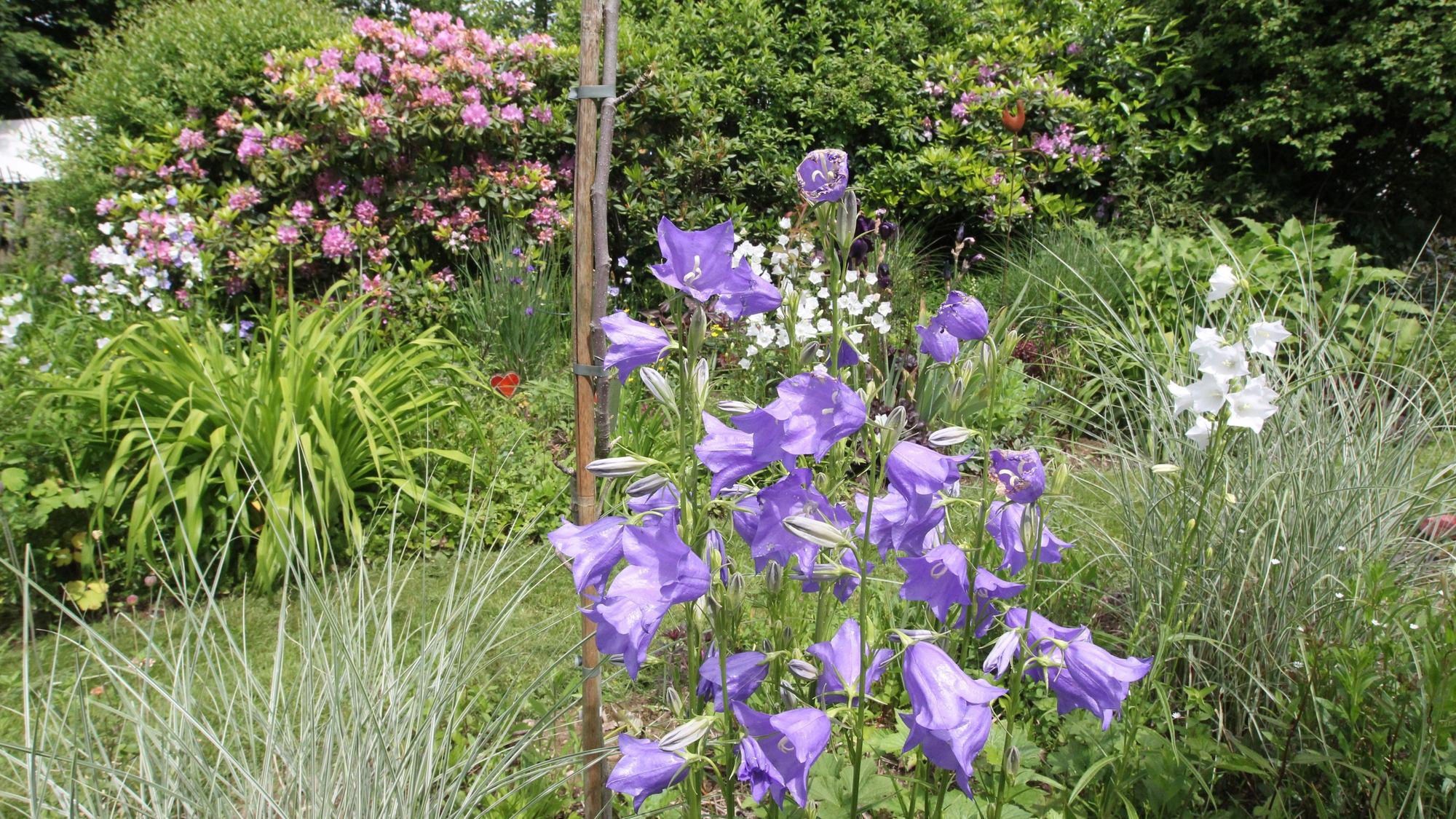 Offene Gartenpforte In Hennef Blankenberg pflegt Karla Rau ihren Garten