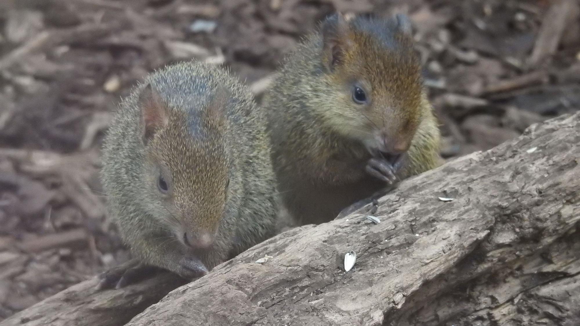 Zoo Köln Azara-Agutis Nachwuchs