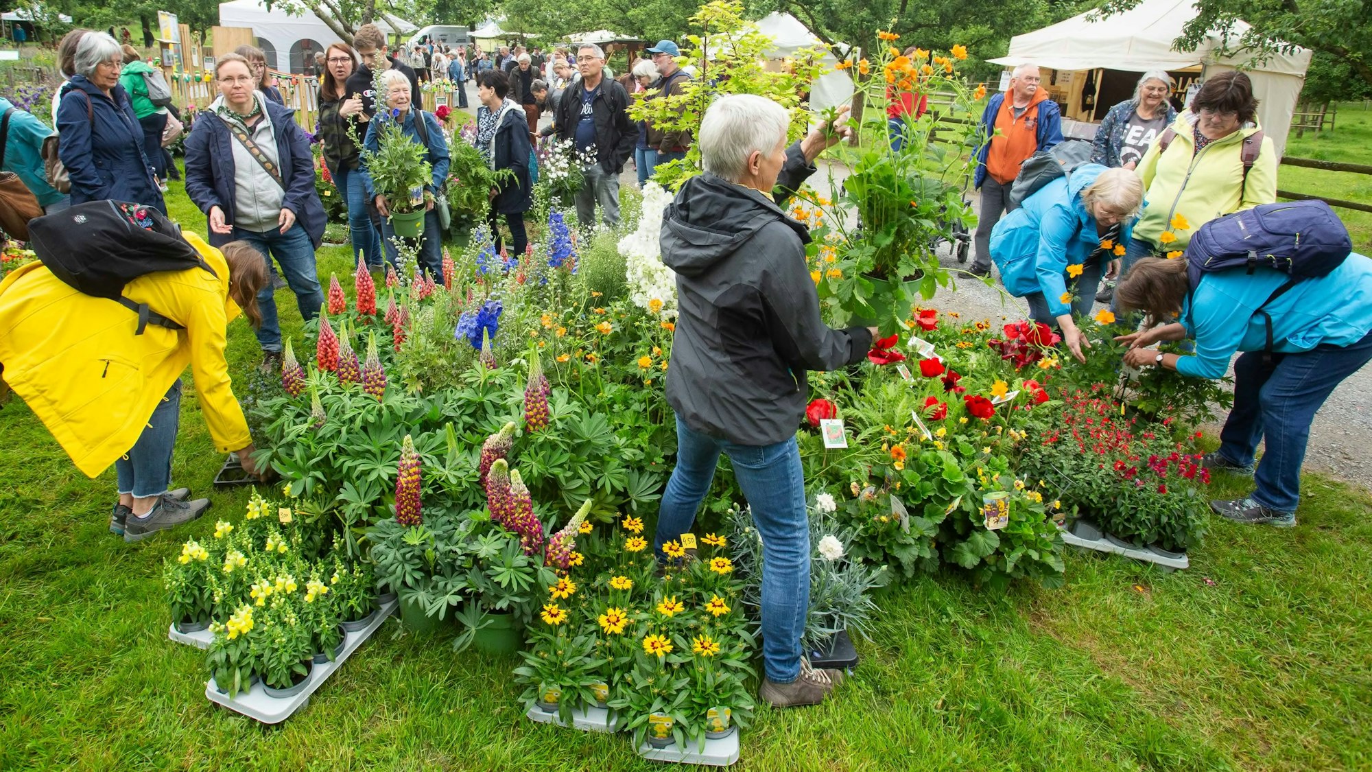 Riesen-Andrang erlebte bei „Jrön un Jedön“ in Lindlar etwa der Stand der Jülicherin Brigitte Kebrich, dort zu haben sind vor allem Lupinen mit klangvollen Namen. Der Gartenmarkt ist am heutigen Sonntag noch bis 18 Uhr geöffnet.