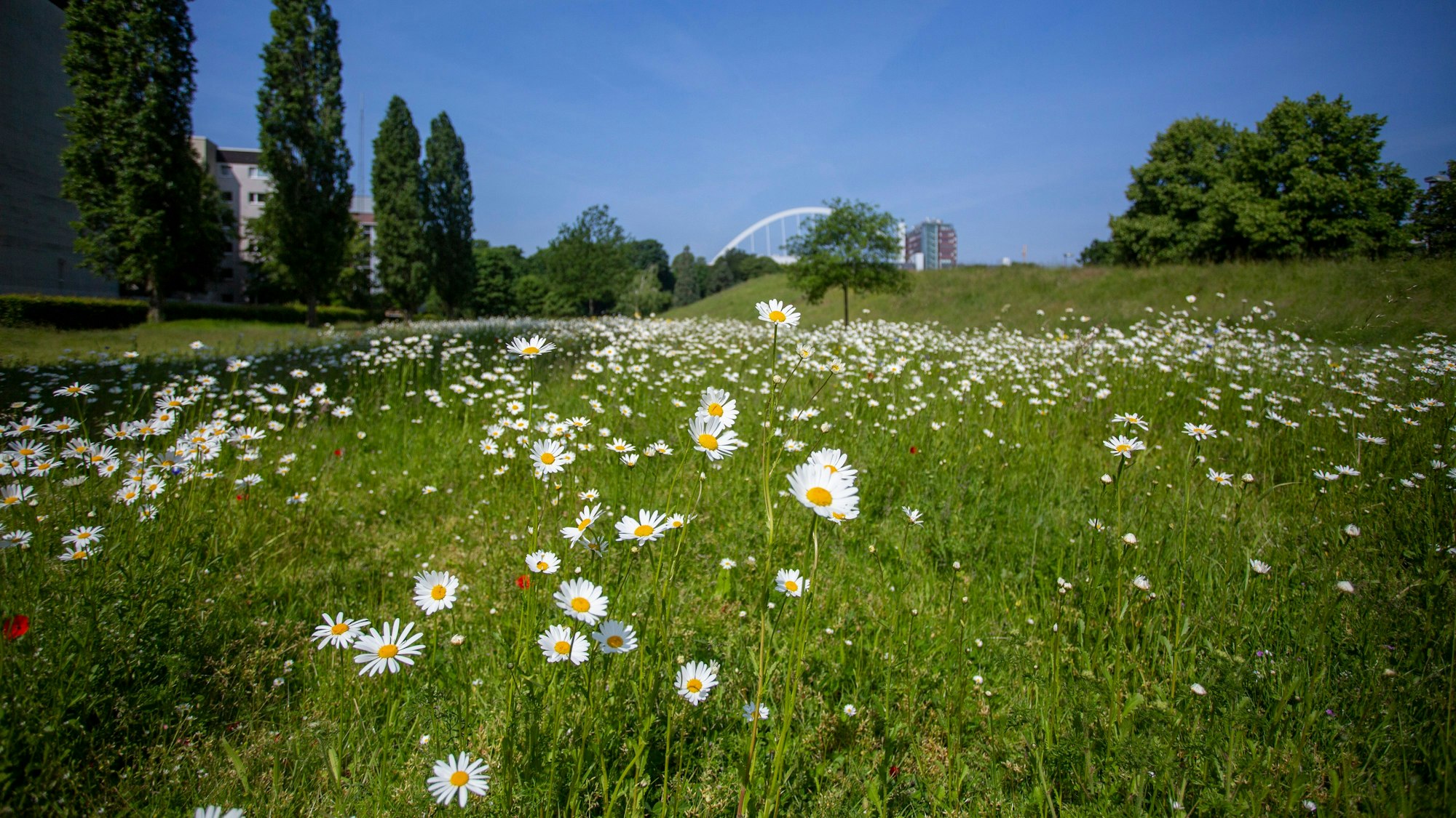 Eine Blumenwiese im Deutzer Pyramidenpark.