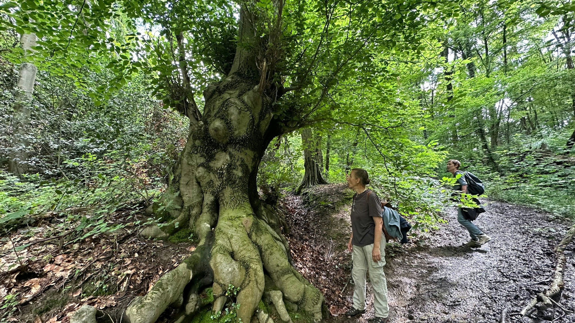 Eine über 200 Jahre alt Rotbuche wurde als Astlieferant für Weinstöcke genutzt.