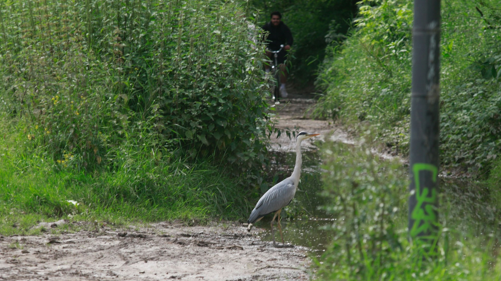 Ein Vogel steht in einer Pfütze im Jugendpark.