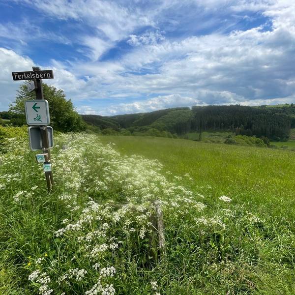 Neben einer schmalen Straße am linken Bildrand steht ein Schild mit der Aufschrift „Ferkelsberg“. Auf der großen Wiese rechts daneben soll eine Freiflächen-Photovoltaik-Anlage entstehen.