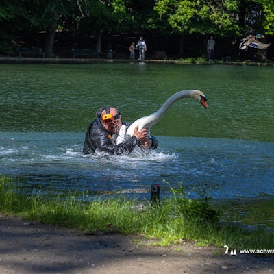 Ein Mann fängt einen Schwan.