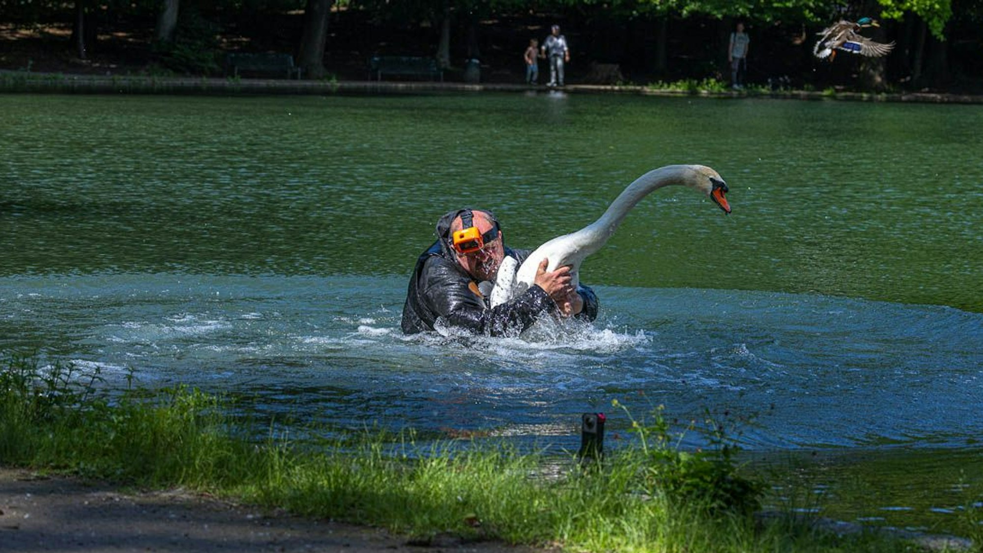Ein Mann fängt einen Schwan.