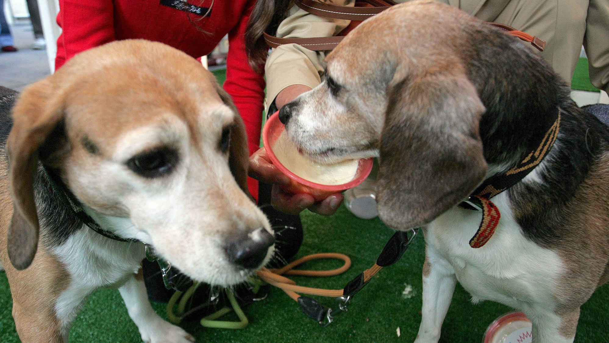Hunde schlecken Eis.
