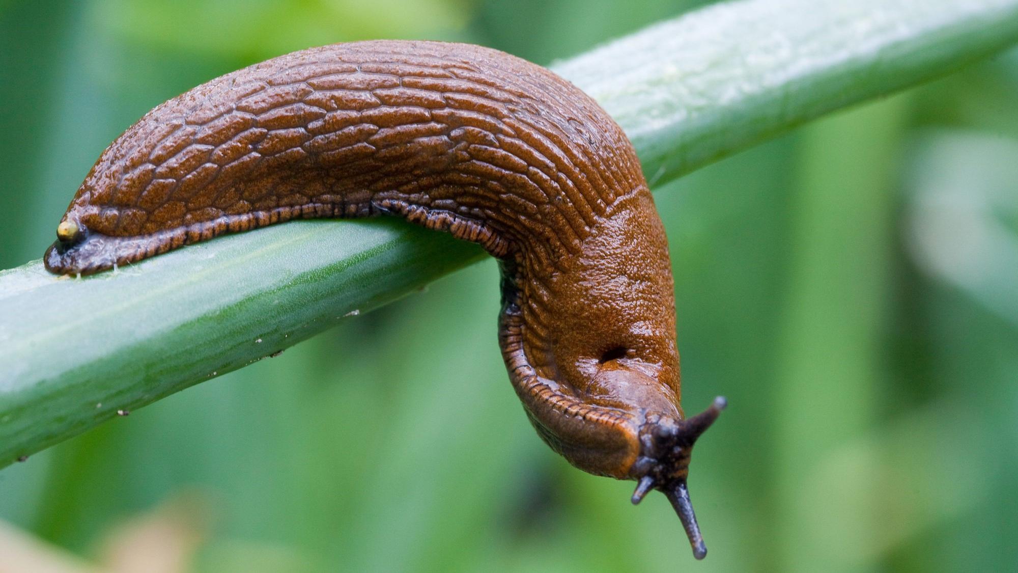 Eine Spanische Wegschnecke kriecht über Zwiebellauch in einem Garten in Frankfurt (Oder),