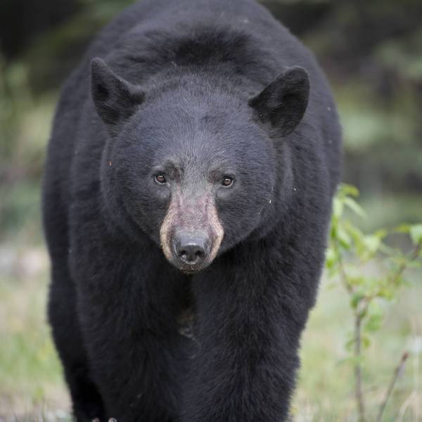 Ein amerikanischer Schwarzbär im kanadischen Bundesstaat Alberta. Nach dem Verzehr von Schwarzbärenfleisch hat eine US-Familie „Gehirnwürmer“ bekommen. (Archivbild)