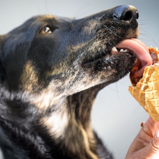 Ein Hund schlecht am Eis.