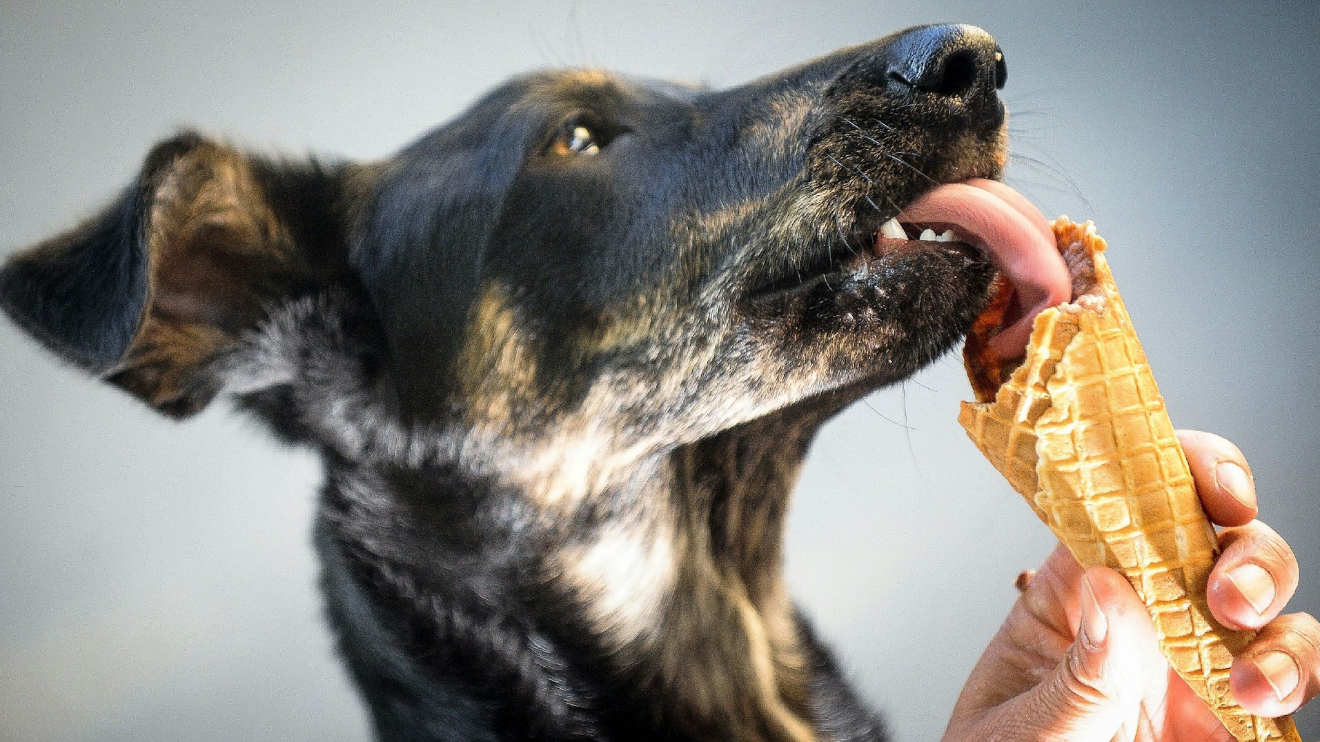 Ein Hund schlecht am Eis.