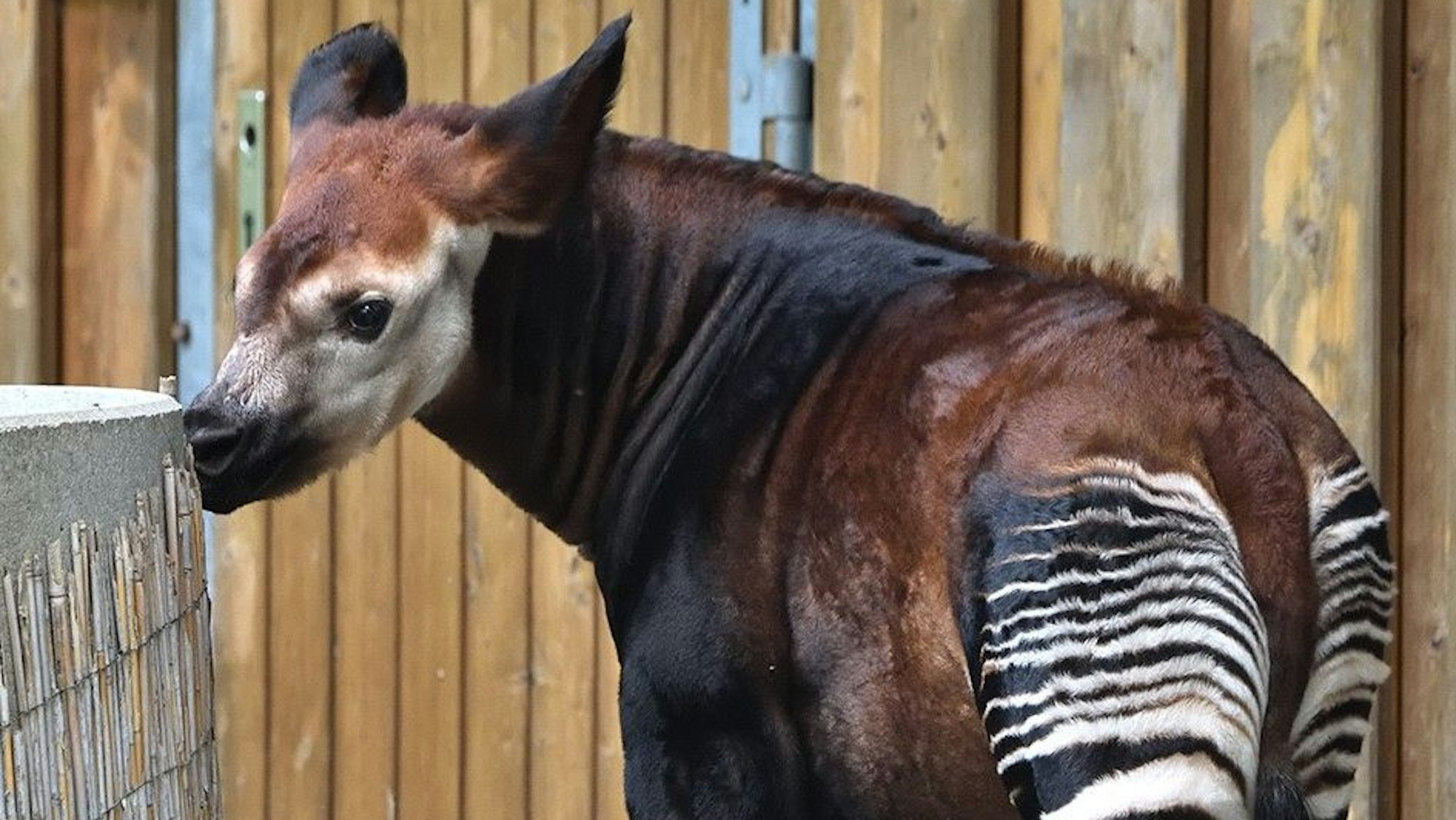 Im Kölner Zoo wurde ein Okapi-Baby geboren.