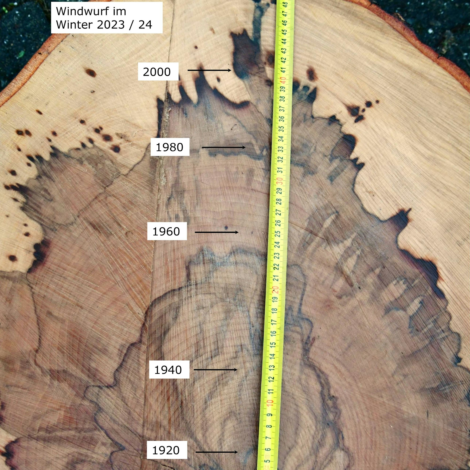 An den Jahresringen erkennt man, dass im Jahr 1904das letzte Mal Zweige für den Weinbau geerntet wurden.