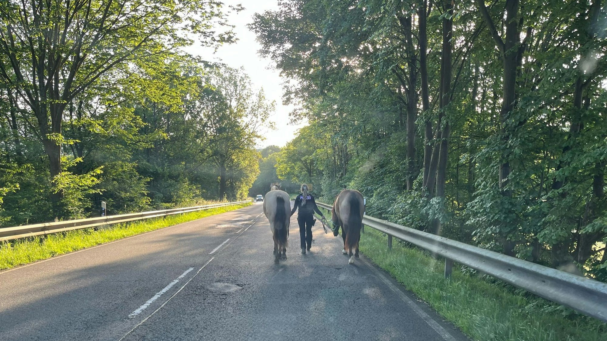 Eine Windecker Polizistin führte die entlaufenen Pferde von der Kreisstraße.